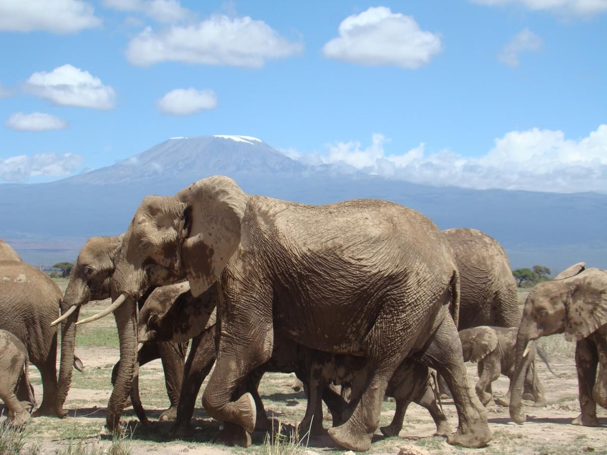 Elephants in Amboseli National Park, near Mt. Kilimanjaro Elephants in Amboseli National Park, near Mt. Kilimanjaro