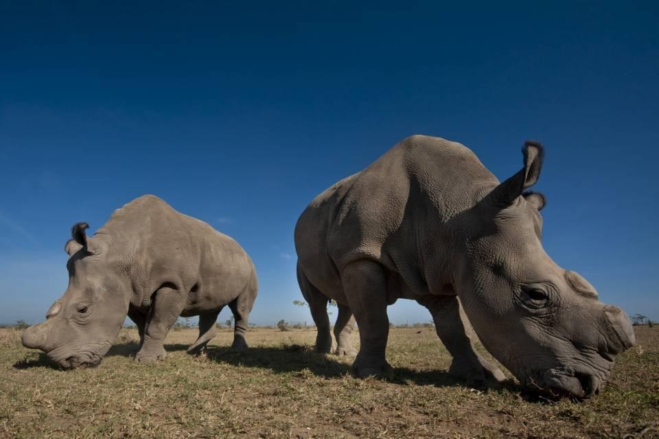 Rhinoceros in Ol Pejeta, the Laikipia Plateau in Kenya  Rhinoceros in Ol Pejeta, the Laikipia Plateau in Kenya