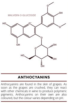 Antocyannins Antocyannins