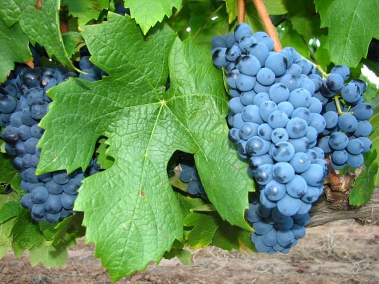 Pinotage grape South Af Pinotage grape South Af