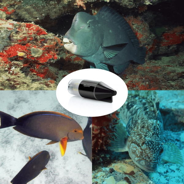 Enjoy Fishing with Underwater fishing cameras Enjoy Fishing with Underwater fishing cameras