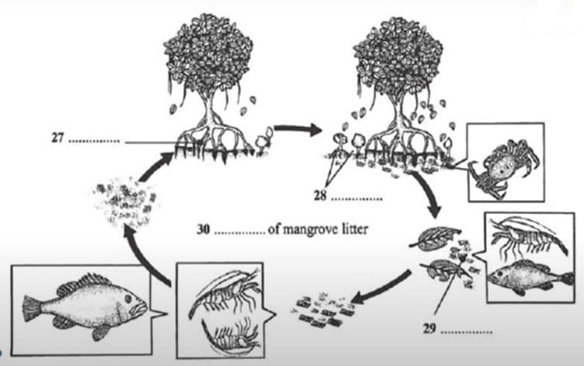 Bài tập Flow Chart IELTS Listening Bài tập Flow Chart IELTS Listening