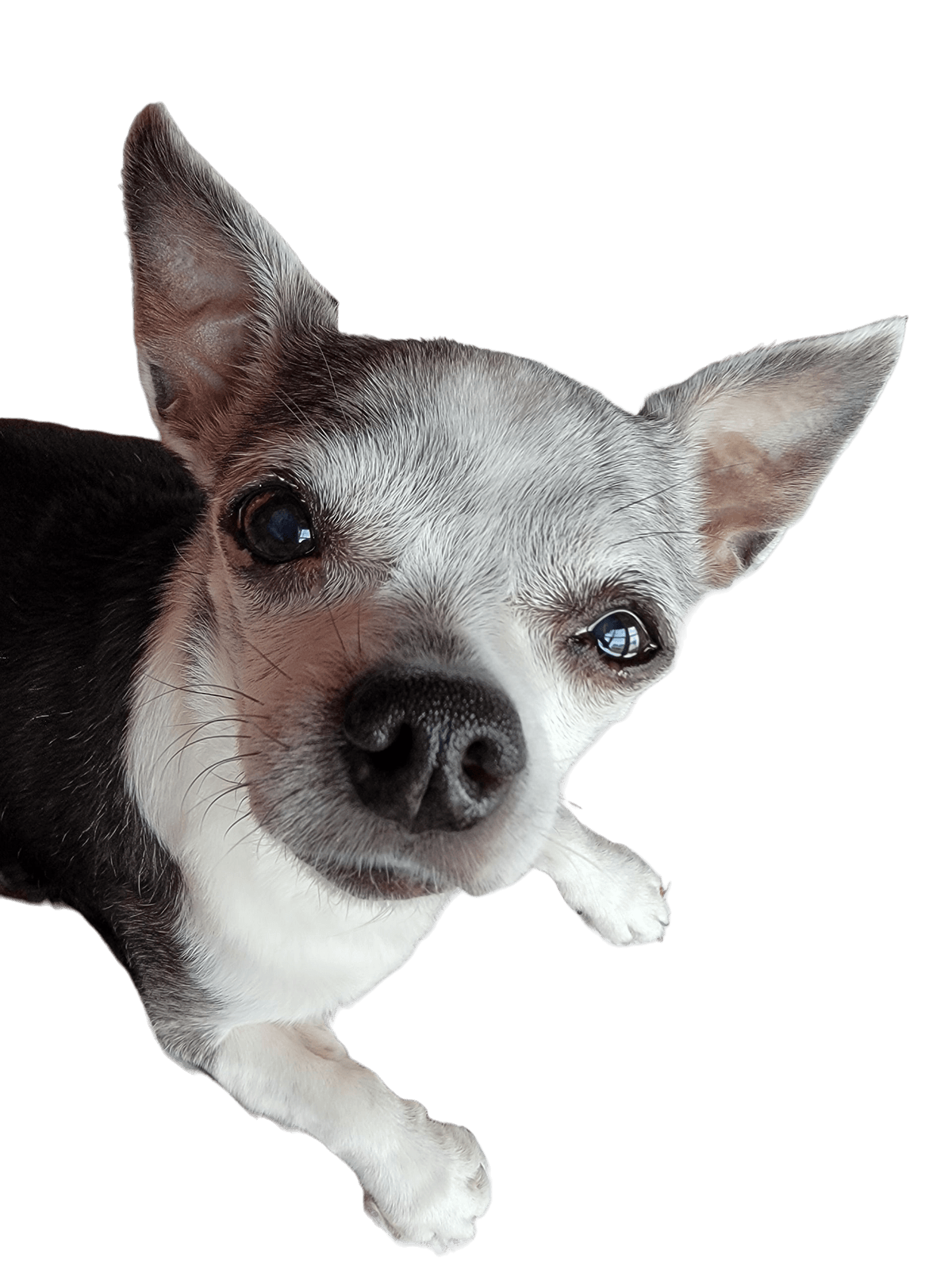 Cute chihuahua dog Cute chihuahua dog