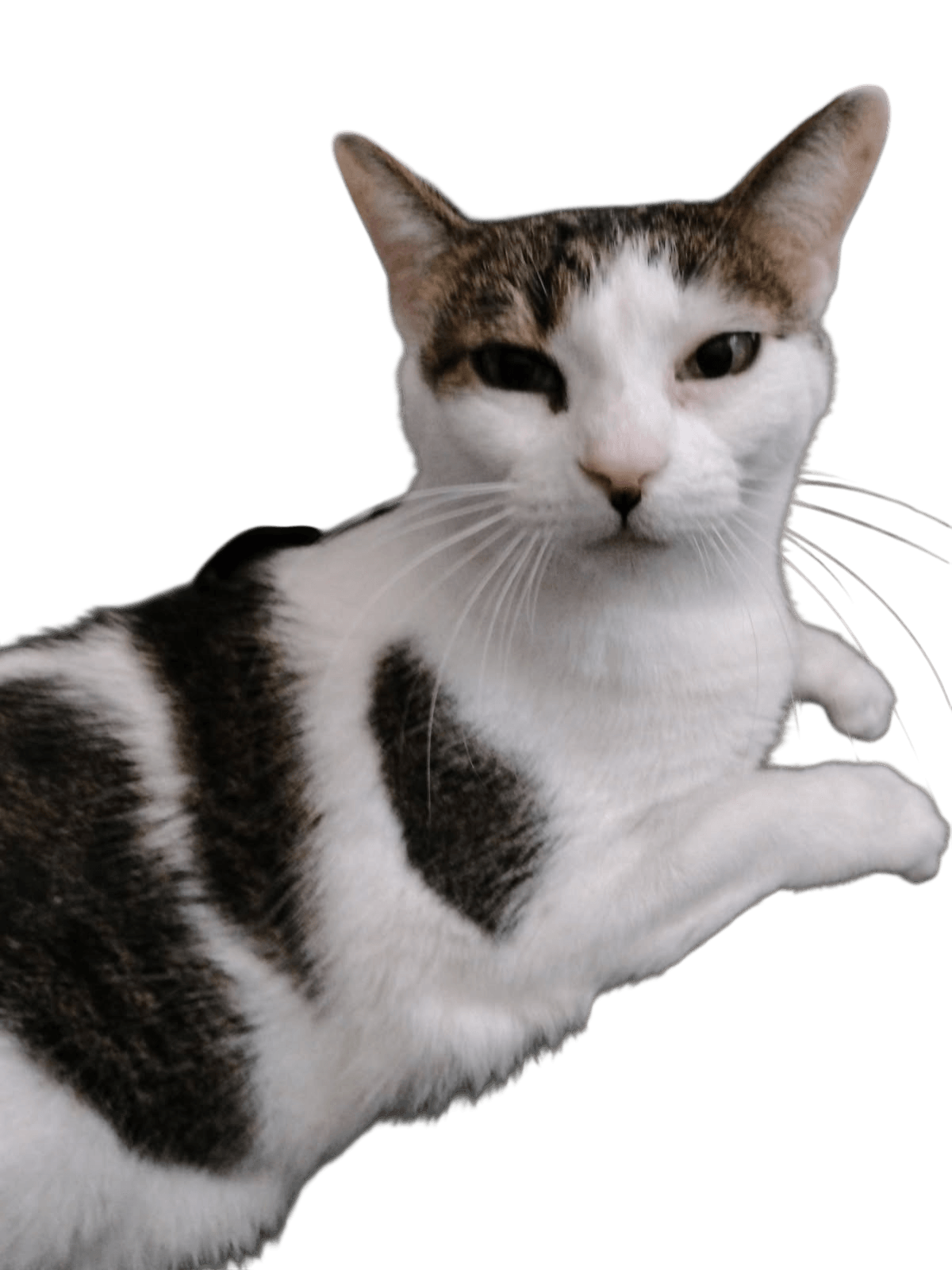 precious but judgmental cat staring at us precious but judgmental cat staring at us