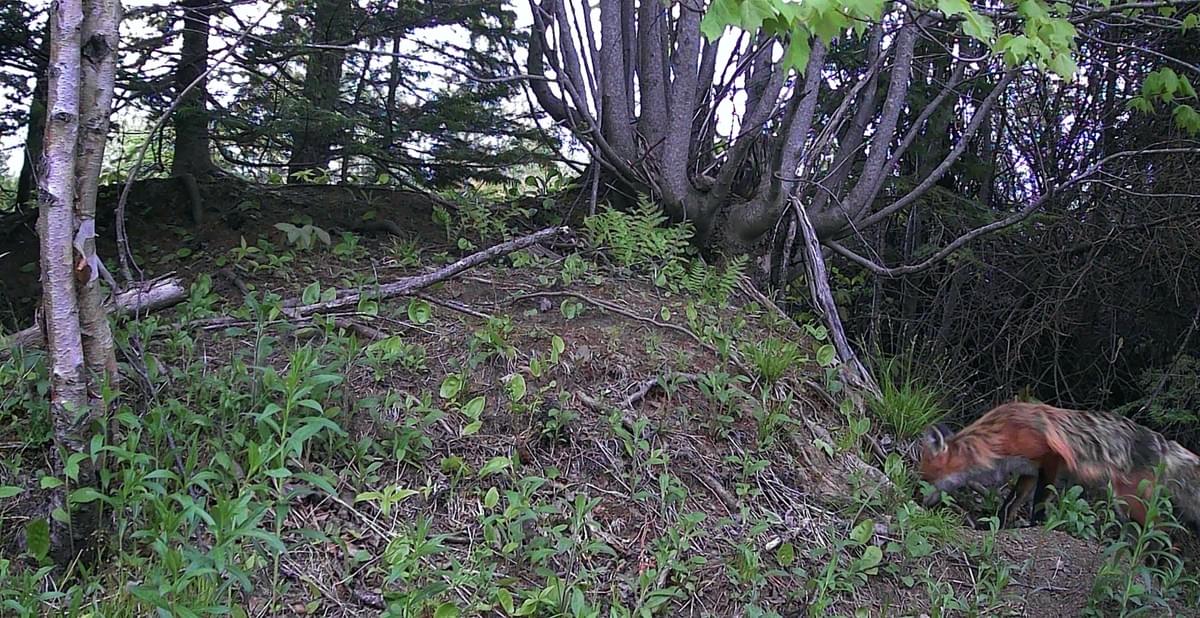 Section image