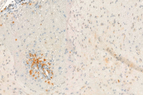 Section image
