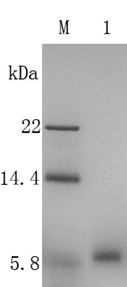 Recombinant Human Epidermal Growth Factor (rh-EGF)