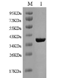Recombinant human penetrating peptide basic fibroblast growth factor (rh-TM-bFGF)