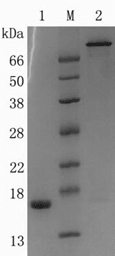 Recombinant Streptavidin 3 (r-SA3)