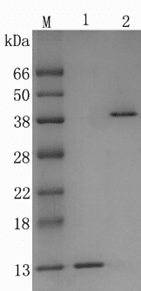Recombinant Core Streptavidin 4 (r-cSA4)