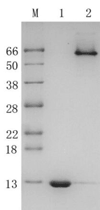 Recombinant Core Streptavidin 2 (r-cSA2)