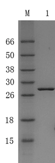 Recombinant Alkali-tolerant Protein A (rat-PA)