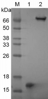 Recombinant Streptavidin (r-SA)