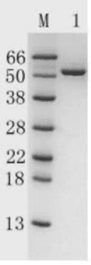 Recombinant Protein AG (r-PAG)