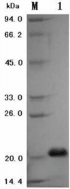 Recombinant Human Vascular Endothelial Growth Factor (rh-VEGF)