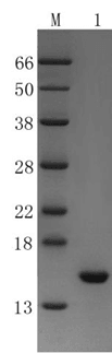 Recombinant Human Fibroblast Growth Factor-acidic (rh-aFGF)