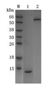 Recombinant Long-arm Thiol-core Streptavidin (r-las-cSA)