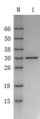 Recombinant Protein A (r-SPA)
