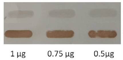 Recombinant Sticky Core Streptavidin (r-ScSA)