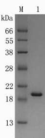 Recombinant Human Keratinocyte Growth Fatcor-2 (rh-KGF-2)