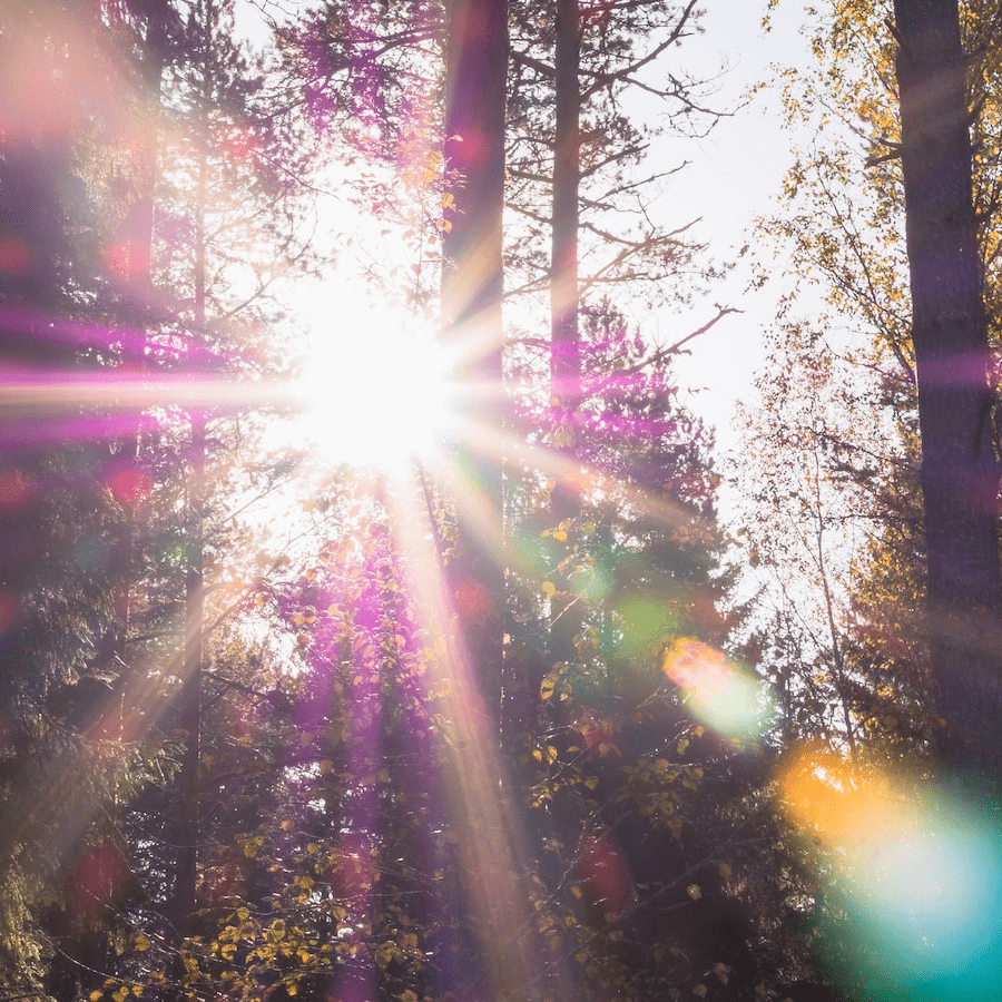 Tall trees with sunlight beams shinning through Tall trees with sunlight beams shinning through