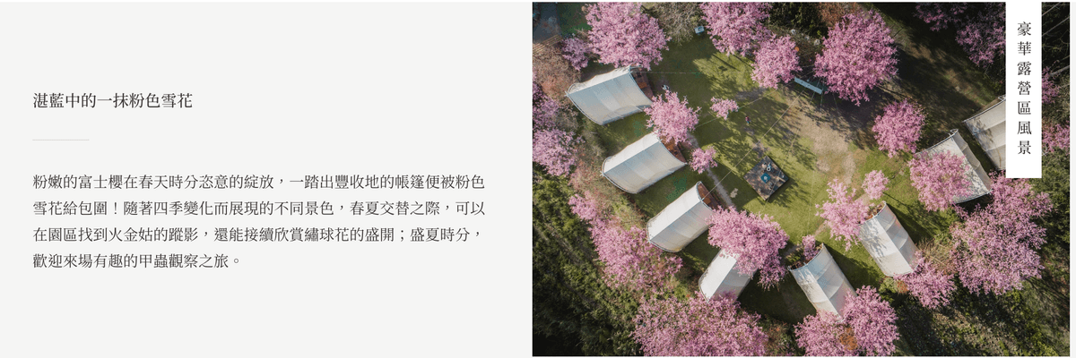 明星保母車出發!泰雅櫻花季!上帝部落司馬庫斯.蟬說霧繞豪華露營.雲海部落餐桌3日