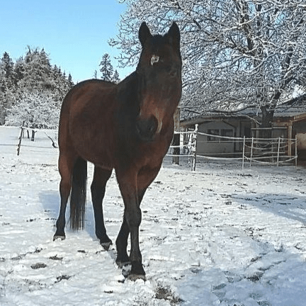 Pferdeerlebnis, Selbstvertrauen Pferdeerlebnis, Selbstvertrauen