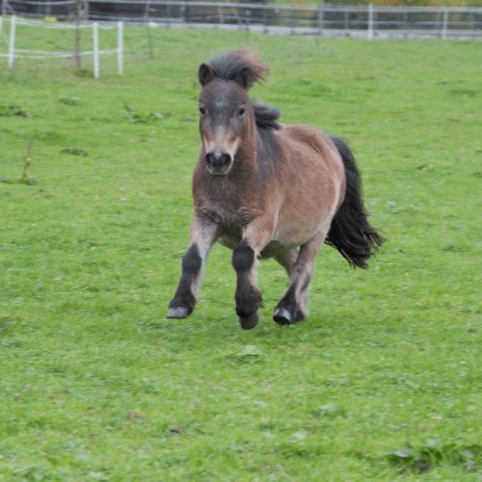 Pferdebegegnung, Pony Pferdebegegnung, Pony