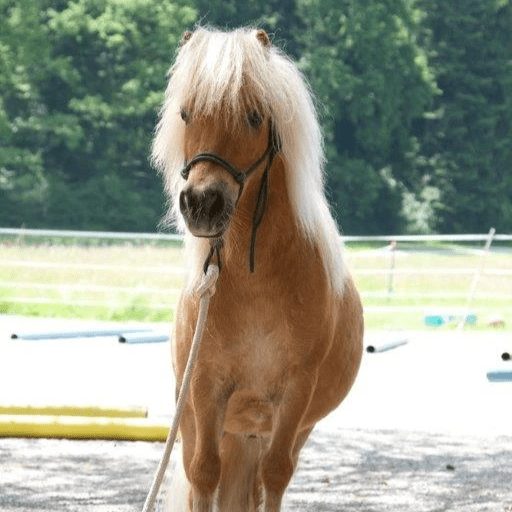 Pferdebegegnung Pony Pferdebegegnung Pony