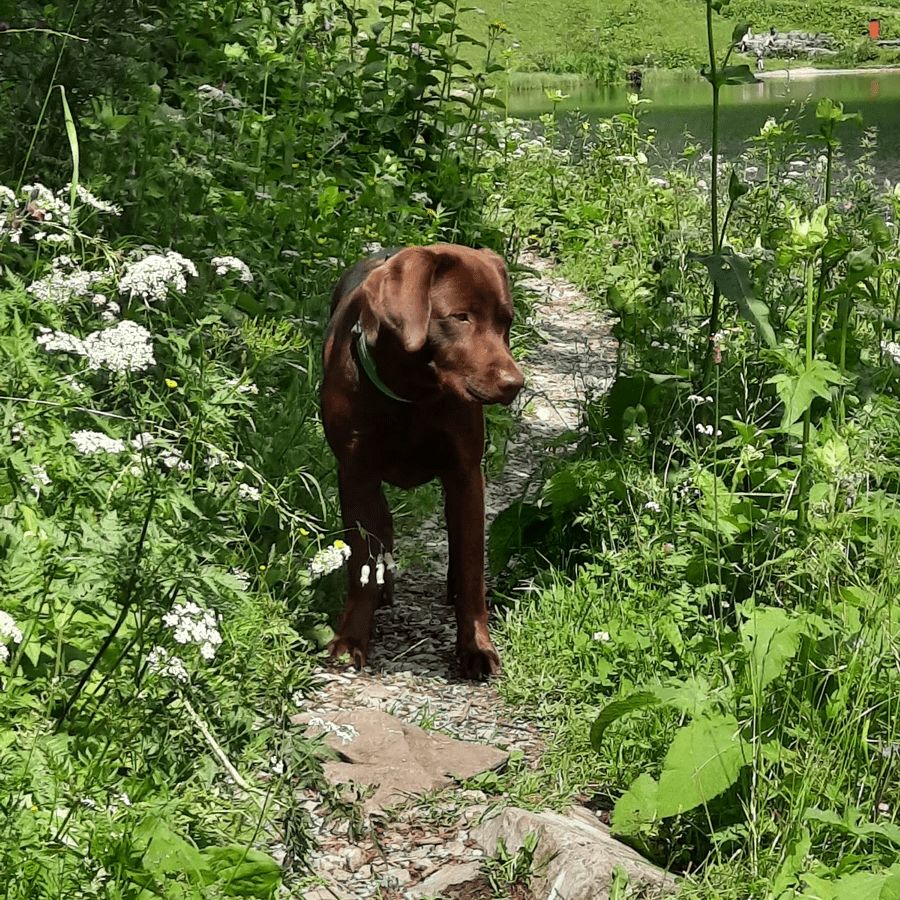 Tierbegegnung, Wegbegleiterin Tierbegegnung, Wegbegleiterin
