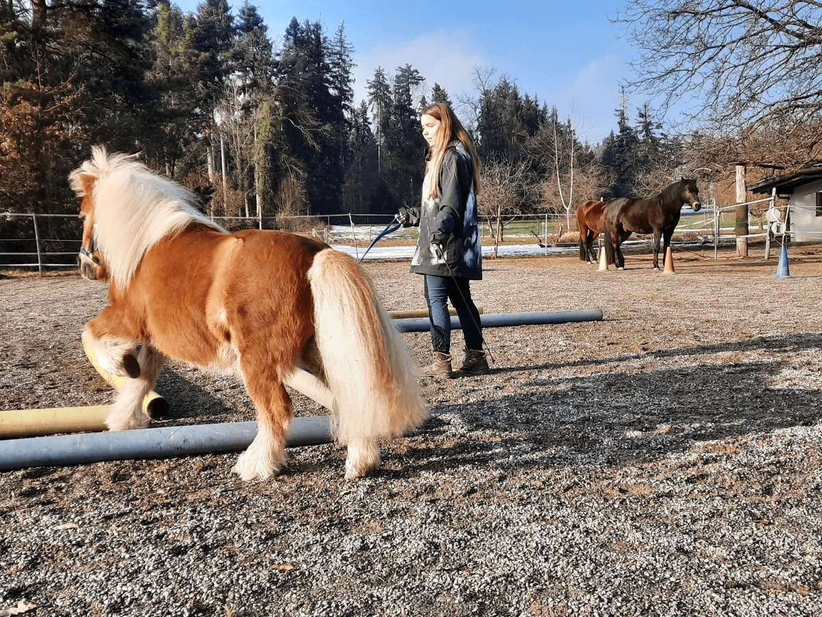 Kommunikation mit Pferden Kommunikation mit Pferden