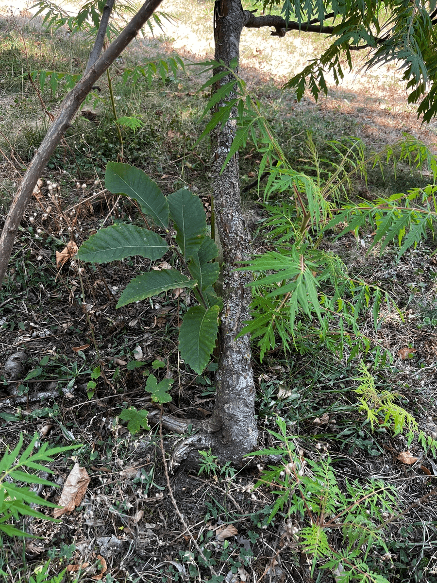 Section image