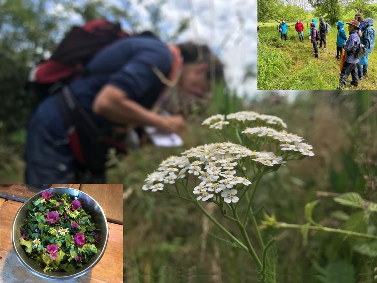 Sortie balade plantes sauvages Sortie balade plantes sauvages