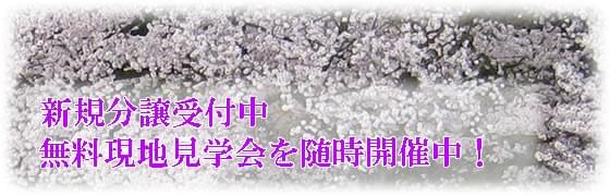 新区画
