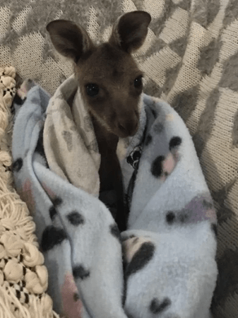 Pippa (Meer-Roo) came into care at 1.2kg after her mother was killed in a car accident near Boyanup. She is quite the princess and has grown into a beautiful girl and is now at stage 2 of her release. Pippa (Meer-Roo) came into care at 1.2kg after her mother was killed in a car accident near Boyanup. She is quite the princess and has grown into a beautiful girl and is now at stage 2 of her release.