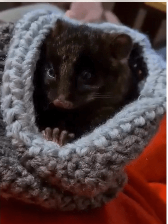 Elmo Elmo was a beautiful little western ringtail possum that came into care from Dunsborough on Christmas Day. His mother had been attacked and injured by a dog and did not survive. Elmo was raised until he was about to be released when sadly died suddenly. Elmo Elmo was a beautiful little western ringtail possum that came into care from Dunsborough on Christmas Day. His mother had been attacked and injured by a dog and did not survive. Elmo was raised until he was about to be released when sadly died suddenly.