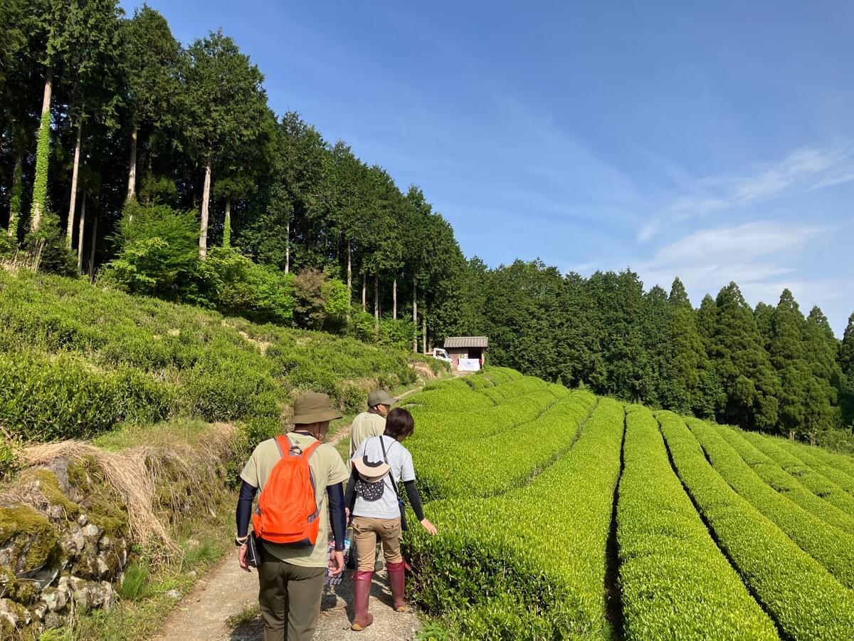 No matter where you are in the world, we bring the taste of Japan to your doorstep. Our efficient shipping services ensure that you receive your favorite teas fresh and ready to enjoy. Global Shipping What We Offer 日本茶、主に煎茶の通販。海外、主に米国向けに販売します。 No matter where you are in the world, we bring the taste of Japan to your doorstep. Our efficient shipping services ensure that you receive your favorite teas fresh and ready to enjoy. Global Shipping What We Offer 日本茶、主に煎茶の通販。海外、主に米国向けに販売します。