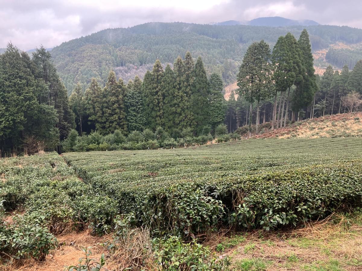 Our Sencha is carefully sourced from the finest tea gardens in Japan, ensuring a fresh and vibrant flavor with every sip. Experience the rich umami and delicate sweetness that makes Sencha a favorite among tea enthusiasts worldwide. Premium Sencha What We Offer 日本茶、主に煎茶の通販。海外、主に米国向けに販売します。 Our Sencha is carefully sourced from the finest tea gardens in Japan, ensuring a fresh and vibrant flavor with every sip. Experience the rich umami and delicate sweetness that makes Sencha a favorite among tea enthusiasts worldwide. Premium Sencha What We Offer 日本茶、主に煎茶の通販。海外、主に米国向けに販売します。