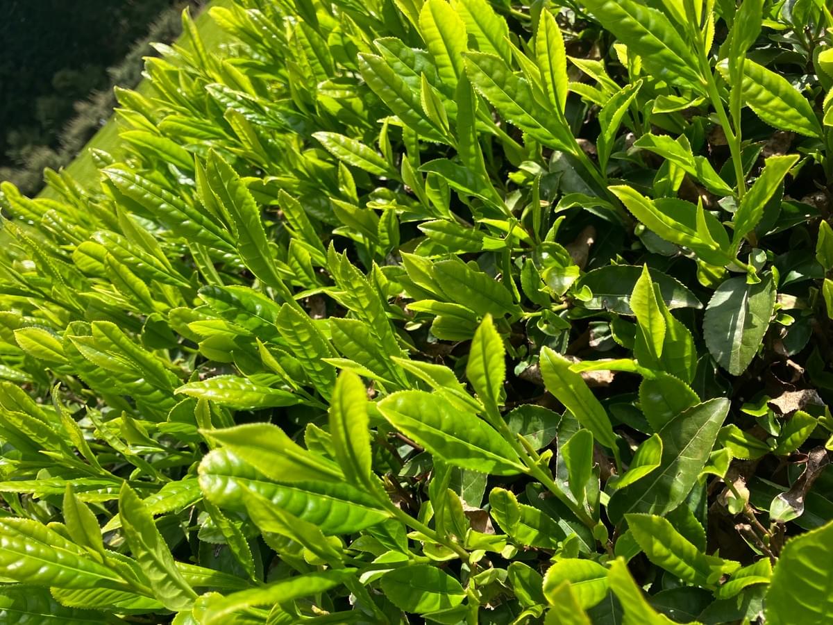 Each of our tea blends is crafted with passion and precision by skilled artisans. We believe in preserving traditional Japanese tea-making techniques to deliver authentic flavors that transport you to serene tea fields. Artisan Craftsmanship What We Offer 日本茶、主に煎茶の通販。海外、主に米国向けに販売します。 Each of our tea blends is crafted with passion and precision by skilled artisans. We believe in preserving traditional Japanese tea-making techniques to deliver authentic flavors that transport you to serene tea fields. Artisan Craftsmanship What We Offer 日本茶、主に煎茶の通販。海外、主に米国向けに販売します。