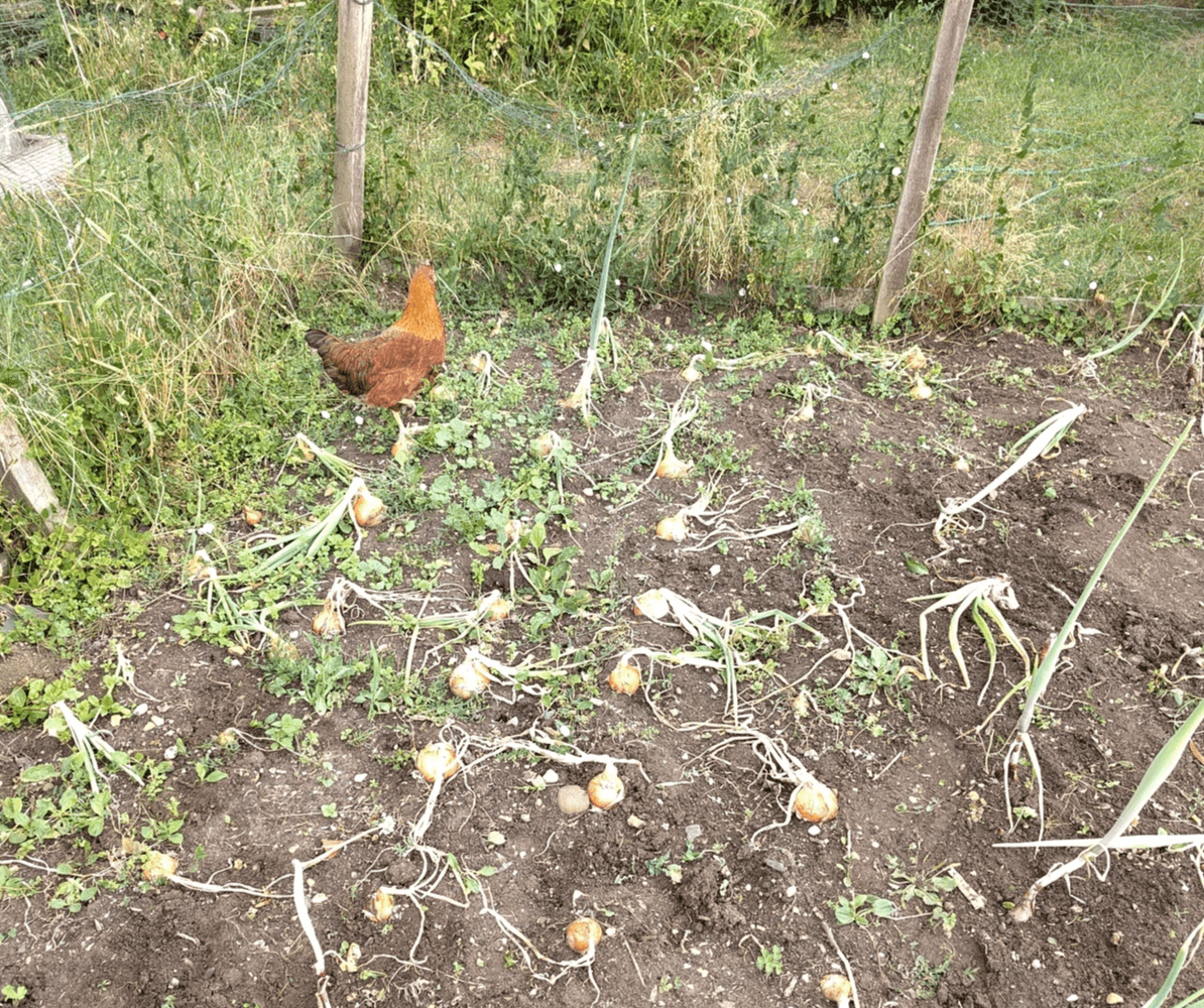 Brown hen in an onion patch Brown hen in an onion patch