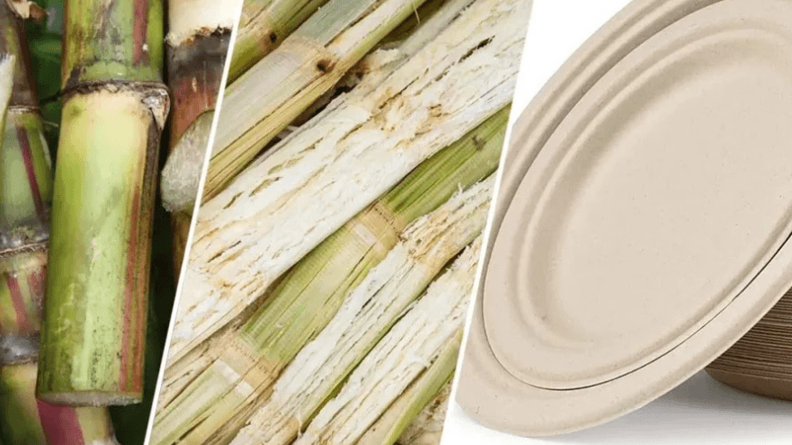 Plant Fiber Materials (e.g., Bamboo, Sugarcane Bagasse) Plant Fiber Materials (e.g., Bamboo, Sugarcane Bagasse)