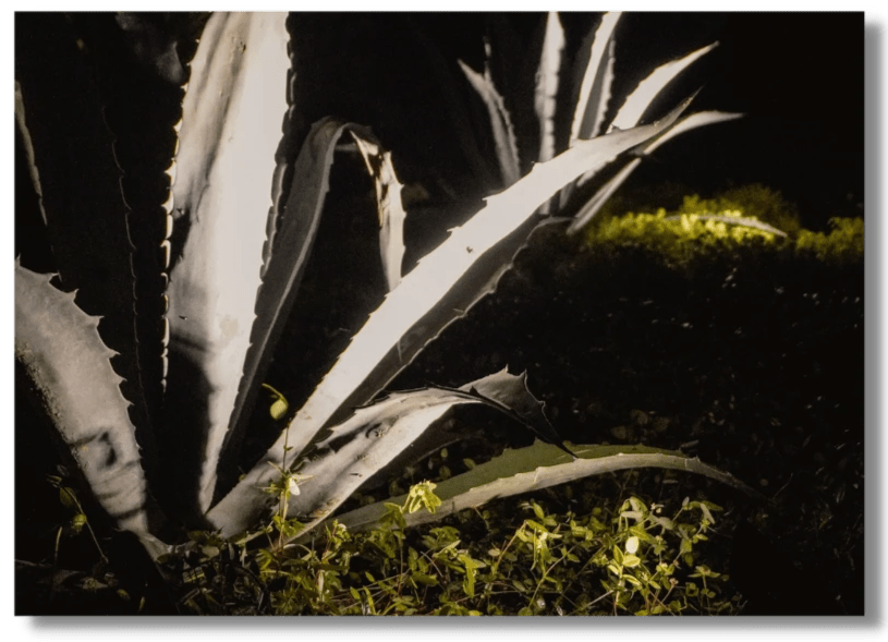 landscaping tampa, landscaping near me, landscape lighting landscaping tampa, landscaping near me, landscape lighting