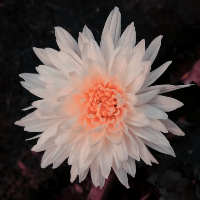 Les temps forts de la formation ©shairyar-khan/Unsplash Les temps forts de la formation ©shairyar-khan/Unsplash