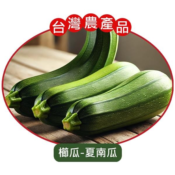 JTS-台灣櫛瓜 JTS-台灣櫛瓜