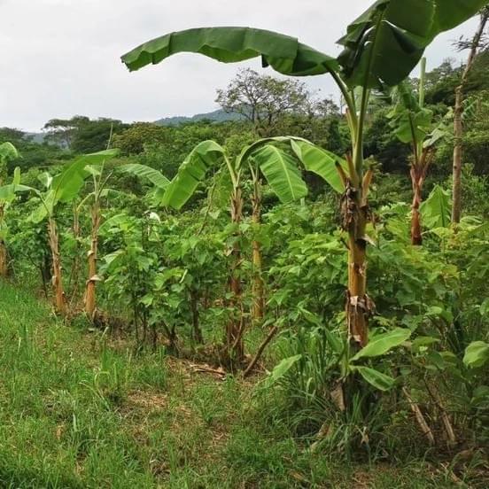 At Yanantin, we believe in a holistic approach to regeneration. Our vision encompasses the interconnection of people, nature, and community, fostering sustainable practices that promote health and well-being for all. Our commitment to regenerative culture drives our projects and initiatives. Our Vision What We Do Equipo evolutionarioquienes somos?HistoriaProyectosOfertasCultura regenerativa At Yanantin, we believe in a holistic approach to regeneration. Our vision encompasses the interconnection of people, nature, and community, fostering sustainable practices that promote health and well-being for all. Our commitment to regenerative culture drives our projects and initiatives. Our Vision What We Do Equipo evolutionarioquienes somos?HistoriaProyectosOfertasCultura regenerativa