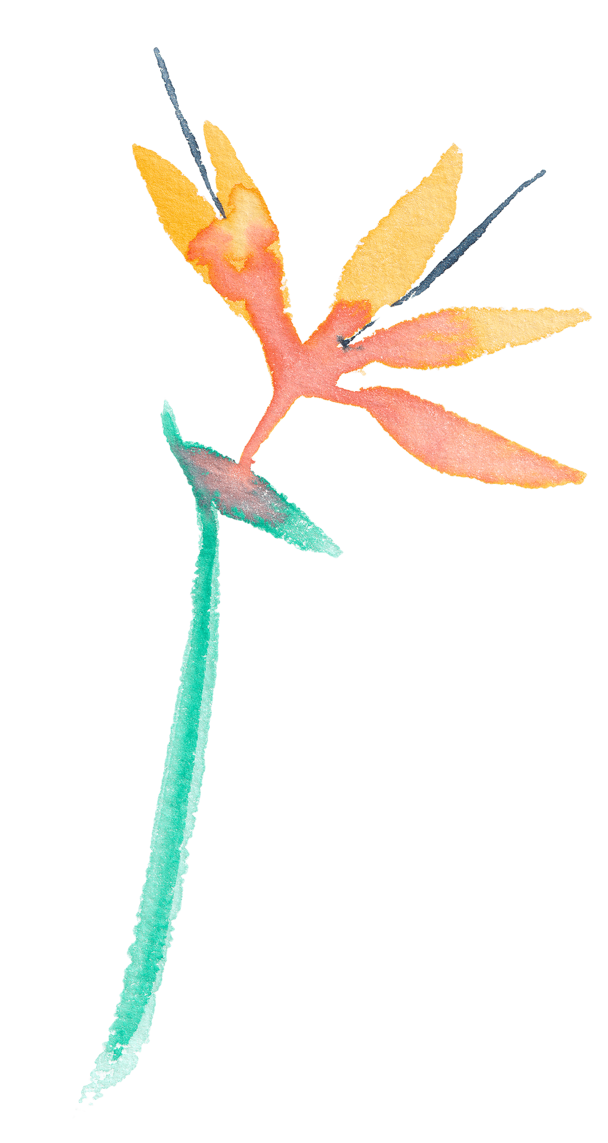 IDALMI ST BARTH x EDEN ROCK IDALMI ST BARTH x EDEN ROCK