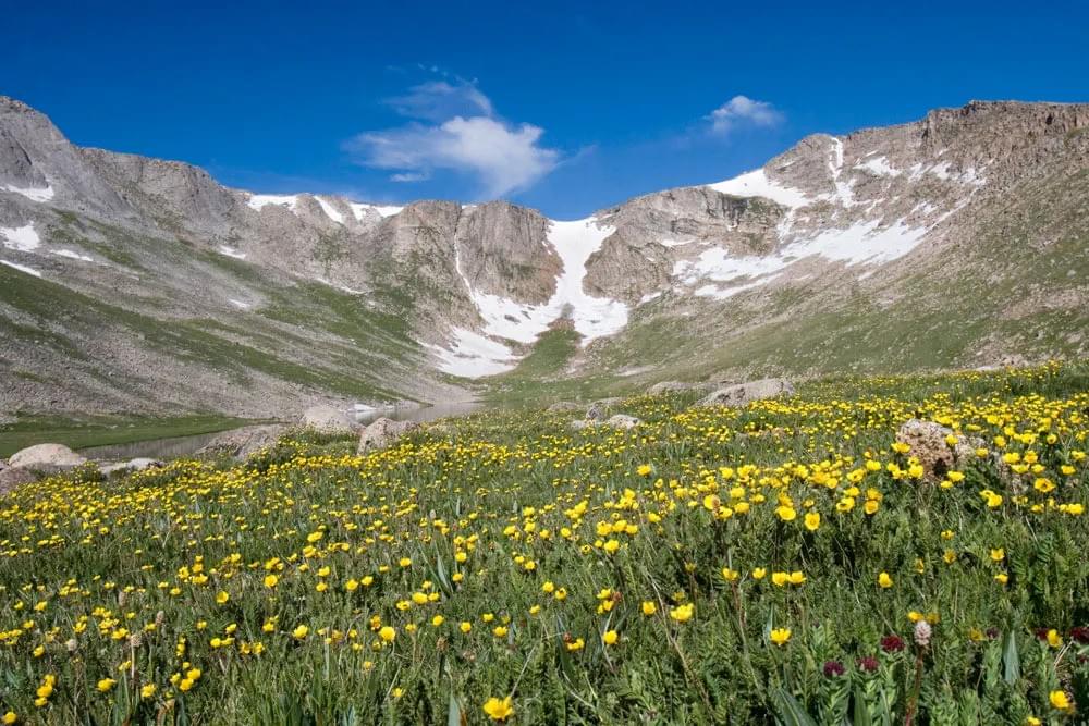 a photo of Mount Blue Sky, formerly Mount Evans with some snow on teh mountains and a field of yellow flowers in teh foreground. a photo of Mount Blue Sky, formerly Mount Evans with some snow on teh mountains and a field of yellow flowers in teh foreground.