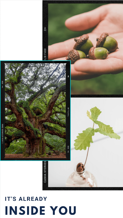 Acron already has everything it needs to become a might oak tree that will stand for hundreds of years. Acron already has everything it needs to become a might oak tree that will stand for hundreds of years.