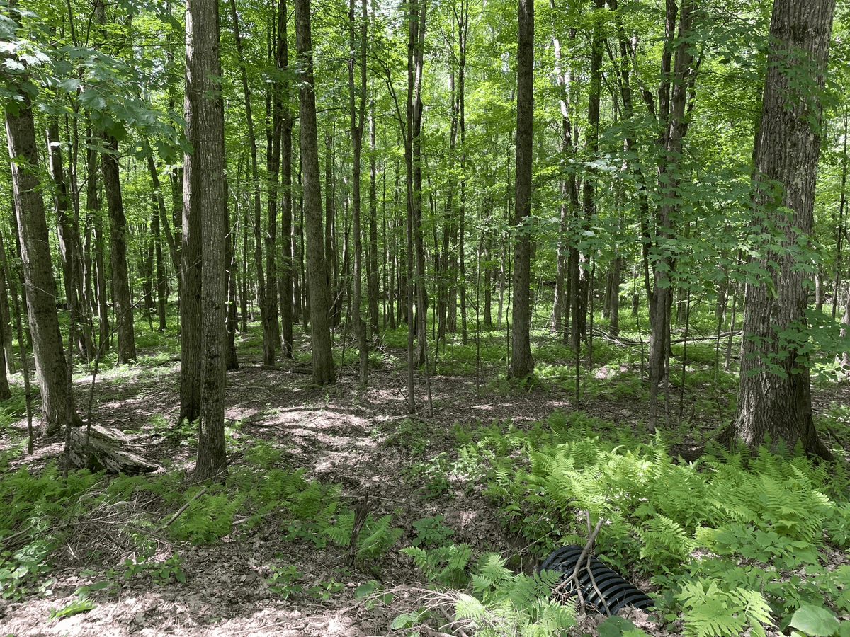 Section image