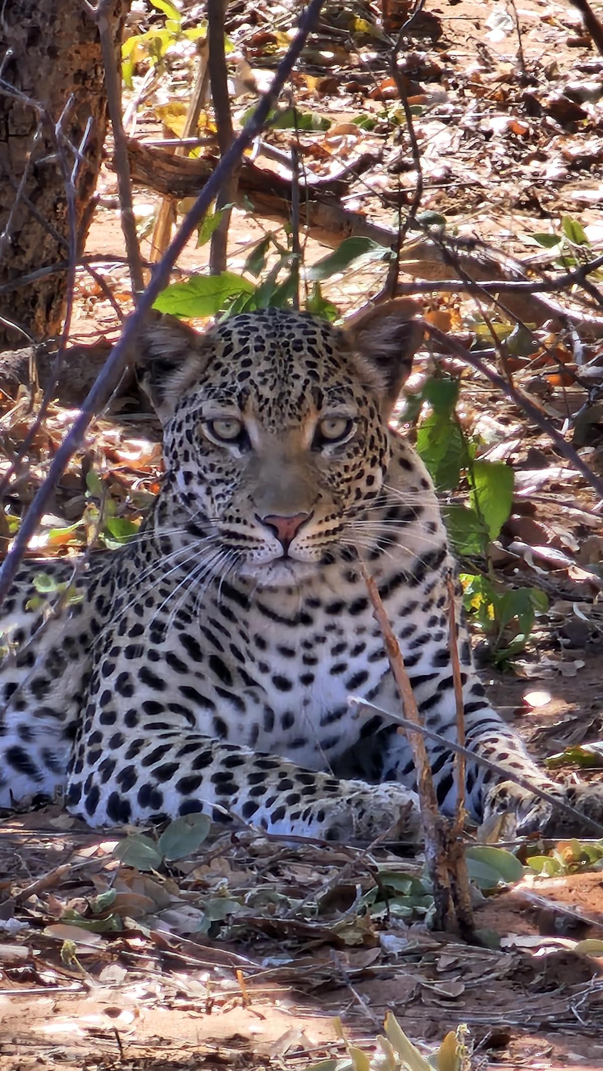 Africa's "Big Five" are the lion, leopard, African elephant, rhino, and Cape buffalo. The term originated from early big-game hunters who considered these five animals the most dangerous and difficult to hunt on foot Africa's "Big Five" are the lion, leopard, African elephant, rhino, and Cape buffalo. The term originated from early big-game hunters who considered these five animals the most dangerous and difficult to hunt on foot